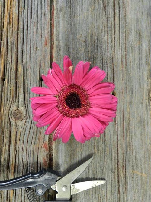 Hot Pink Gerberas